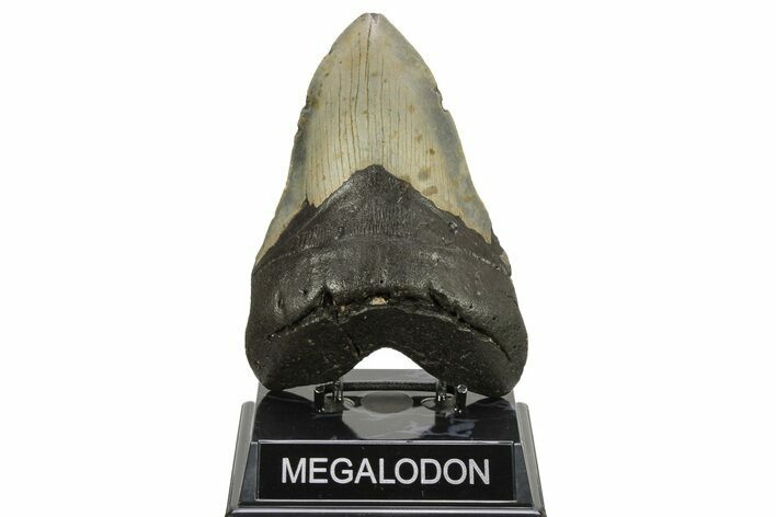 Huge, Fossil Megalodon Tooth - North Carolina #261082